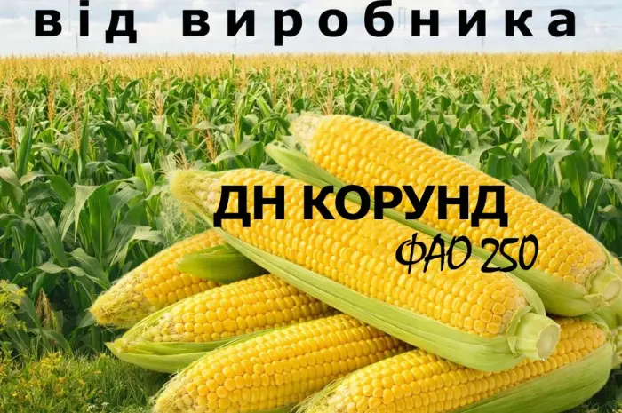 Насіння кукурудзи ДН Корунд / від виробника / ФАО 250- фото № 1