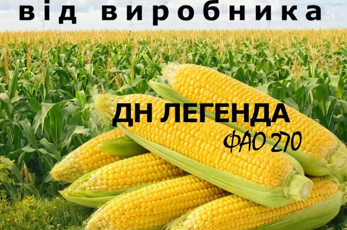Насіння кукурудзи ДН Легенда ФАО 270 от производителя- фото № 1