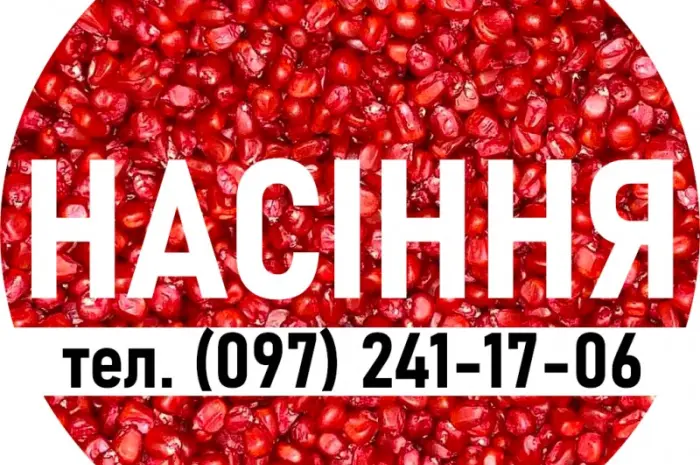 Качественное семя кукурузы от производителя! Много перекупщиков - один производитель- фото № 1