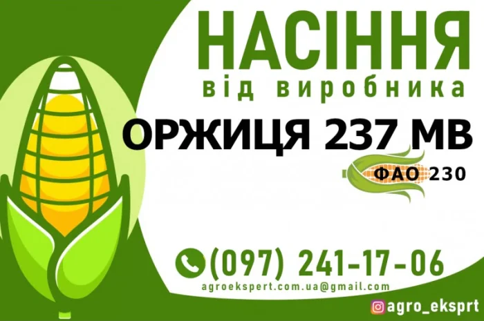 Гибрид кукурузы Оржиця 237 МВ (ФАО 230) от производителя- фото № 1