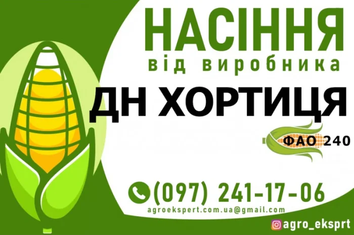 Гібрид кукурудзи ДН Хортиця (ФАО 240) від виробника- фото № 1
