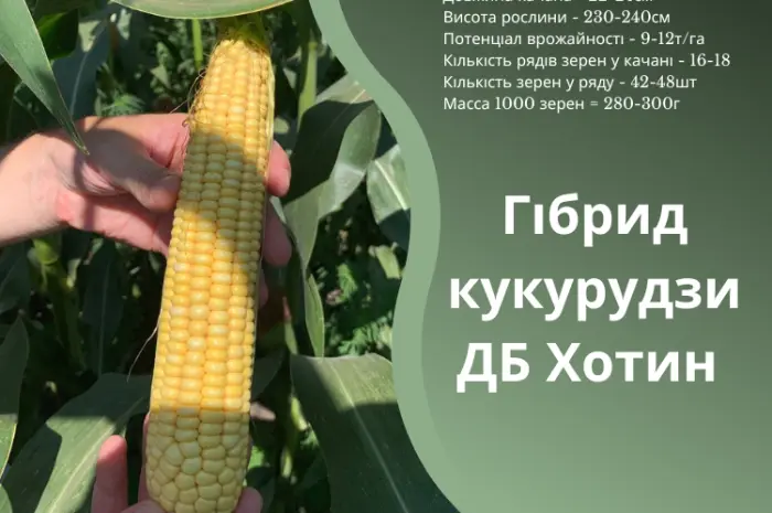 Семена кукурузы ДБ Хотин ФАО 280 от оригинатора- фото № 1