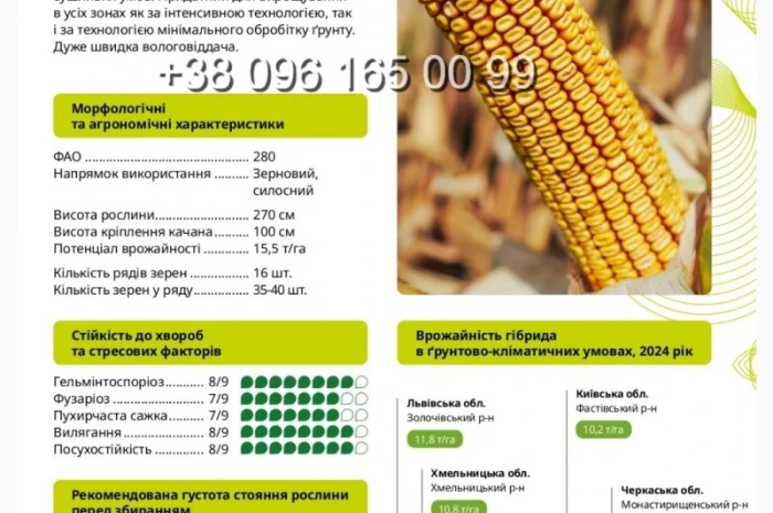 Насіння кукурудзи ВН 63 ФАО 280 - високий потенціал врожайності- фото № 1