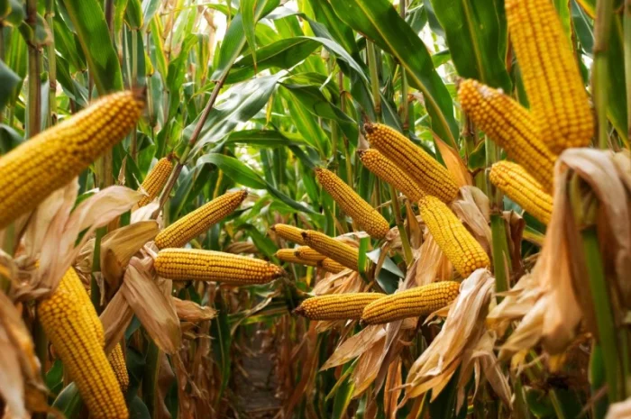 Насіння кукурудзи Оніо у продажу- фото № 1