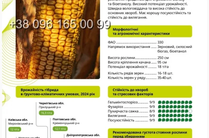 Насіння кукурудзи Ронін ФАО 330 – высокопродуктивный гибрид- фото № 1