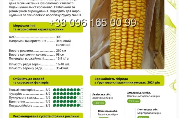 Насіння кукурудзи Гран 6 ФАО 300 – продаж- фото № 1
