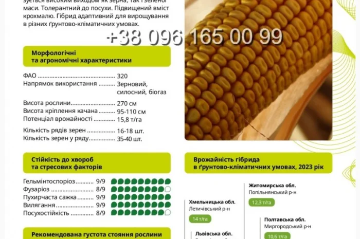 Насіння кукурудзи Амарок 290 - високий врожай- фото № 1