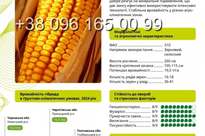 Насіння кукурудзи Бейліс ФАО 310 – високий урожай- фото № 1