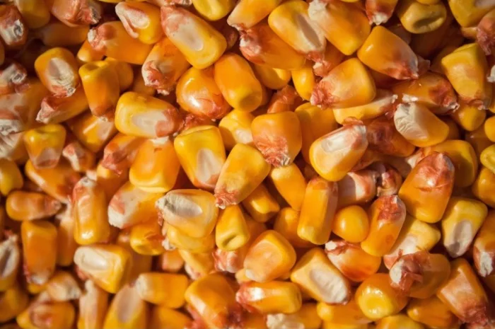 Покупка кукурузы- фото № 1