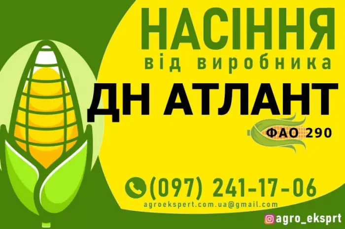 Насіння от производителя - Гибрид кукурузы ДН Атлант (ФАО 290)- фото № 1