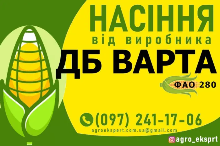 Насіння от производителя - Гибрид кукурузы ДБ Варта (ФАО 280)- фото № 1