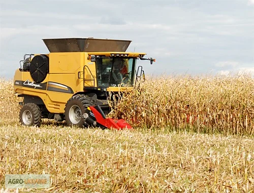 Кукурудза з місця на продаж- фото № 1