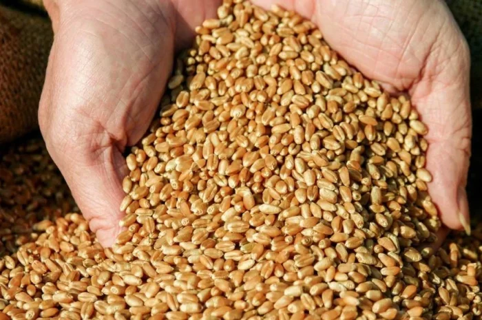 Пропонується товарна пшениця з ПДВ та без- фото № 1