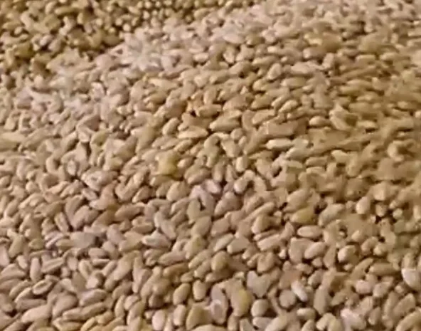 Пшениця озима Зіра на продаж- фото № 1