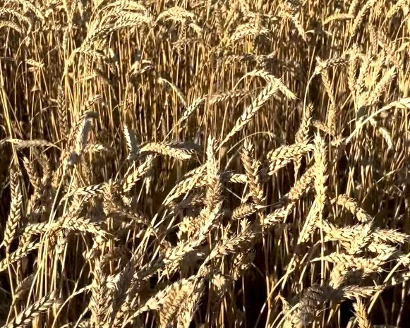 Пшениця озима Зіра на продаж- фото № 2