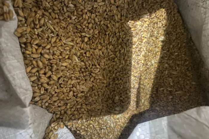 Пшениця урожай 2025 року на продаж- фото № 2