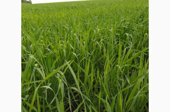 Продаж насіння пшениці ярої «ШАРКІ» 2реп- фото № 1