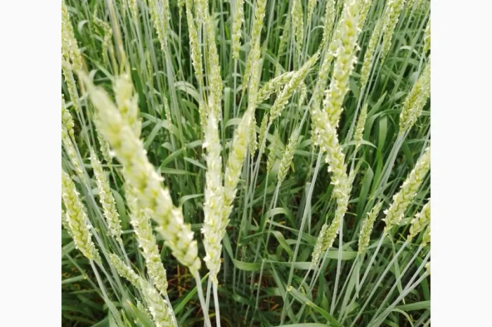 Продаж насіння пшениці ярої «ШАРКІ» 2реп- фото № 2