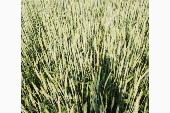 Продаж насіння пшениці ярої «ШАРКІ» 2реп- фото № 3