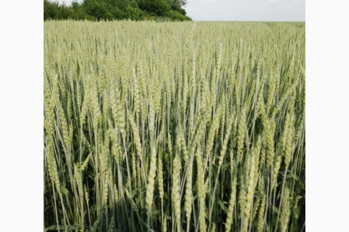 Продаж насіння пшениці ярої «ШАРКІ» 2реп- фото № 4