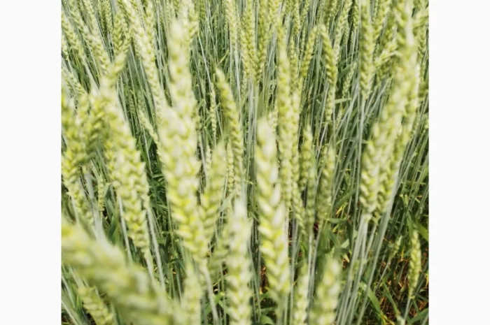 Продаж насіння пшениці ярої «ШАРКІ» 2реп- фото № 5