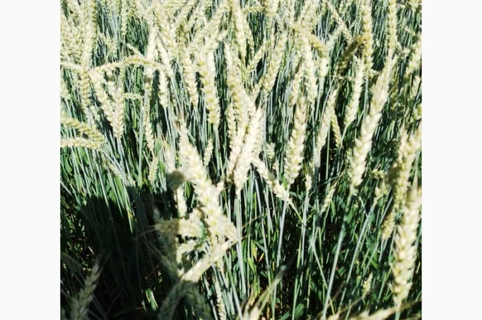 Продаж насіння пшениці ярої «ШАРКІ» 2реп- фото № 6