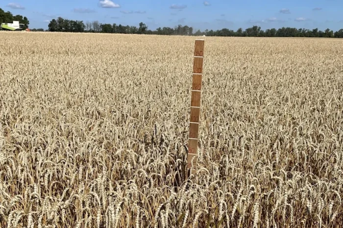 Продажа пшеницы ярой Оксамит миронівський- фото № 2
