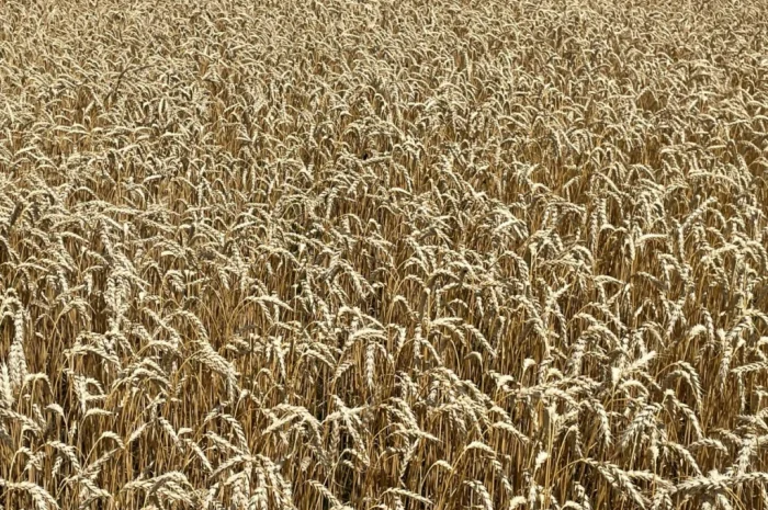 Продажа пшеницы ярой Оксамит миронівський- фото № 3