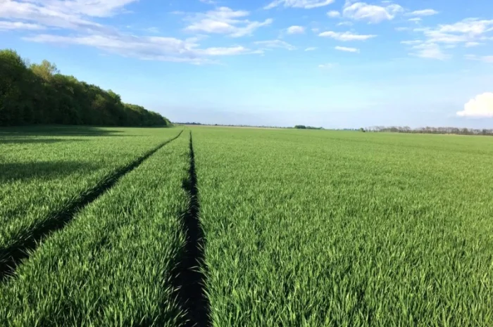 Продается пшеница твердая озимая Єлісей- фото № 2