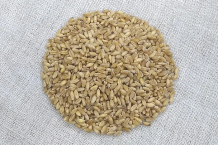 Продается пшеница твердая озимая Єлісей- фото № 3