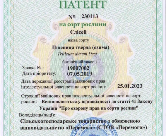 Продается пшеница твердая озимая Єлісей- фото № 4