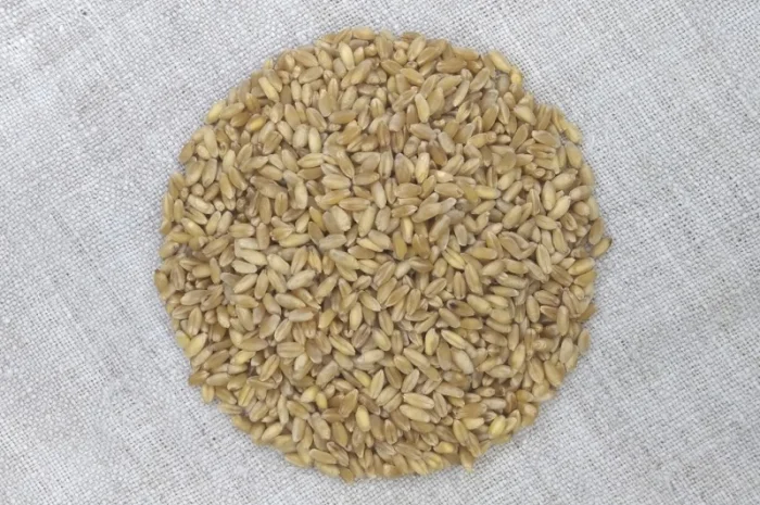 Продаж пшениці твердої озимої Єлісей- фото № 1