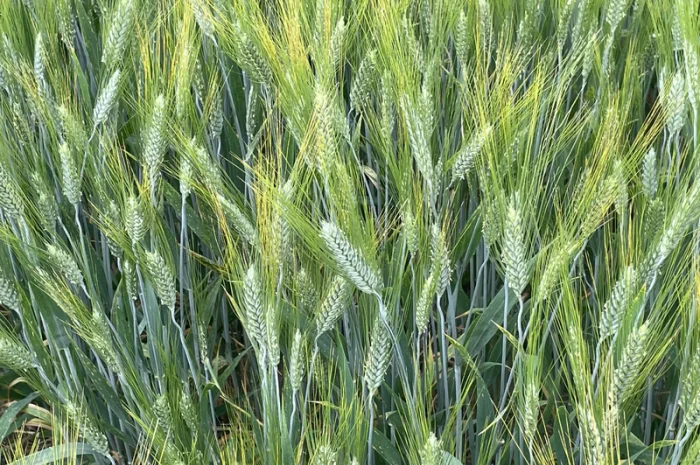 Продаж пшениці твердої озимої Єлісей- фото № 2