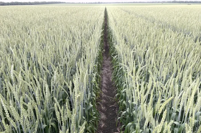 Пшениця яра Панянка на продаж- фото № 1