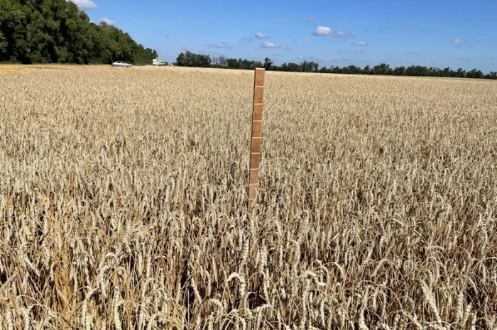 Пшениця яра Панянка на продаж- фото № 2