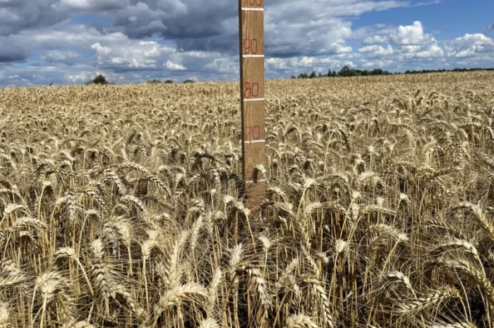 Пшеница мягкая озимая Слава Унави- фото № 1