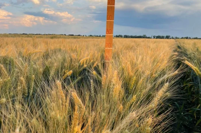 Пшениця м'яка озима Слава Унави у продажу- фото № 2