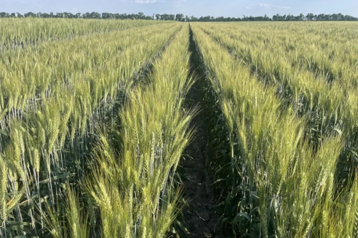 Пшеница мягкая озимая Слава Унави- фото № 2