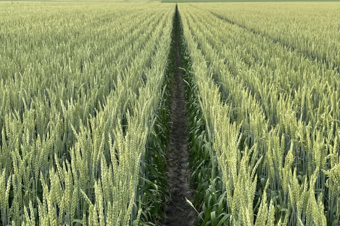 Продаю насіння пшениці ярої Божена- фото № 1