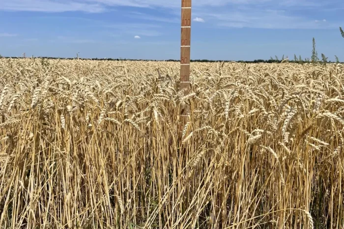 Насіння пшениці ярої сорту Божена- фото № 2