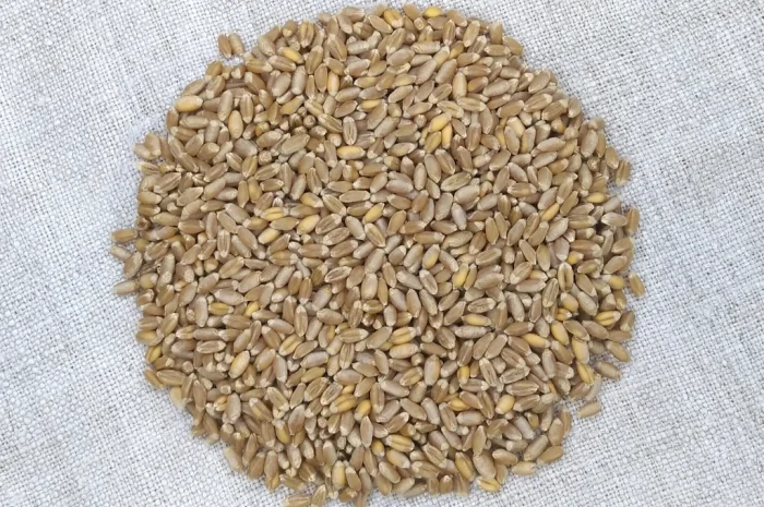 Продаю насіння пшениці ярої Божена- фото № 2