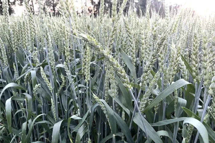 Продаж насіння пшениці МІП Олександра- фото № 1