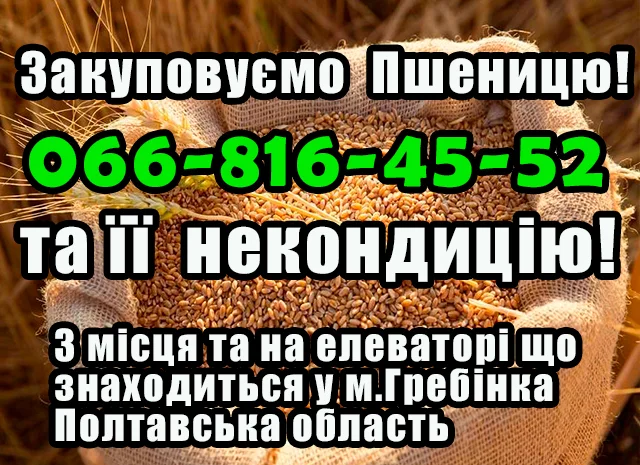 Закуповуємо пшеницю 2,3,4 класу- фото № 1