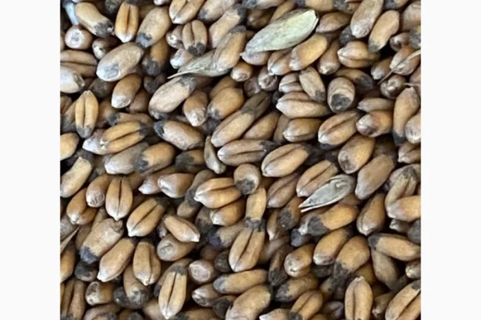 Закупка некондиционной пшеницы с сажкой- фото № 1