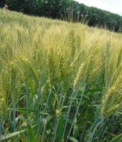 Продаж озимої пшениці ЗДОБНА- фото № 1