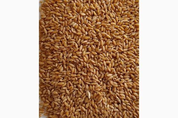 Продажа пшеницы тверду (дурум) 35т- фото № 1