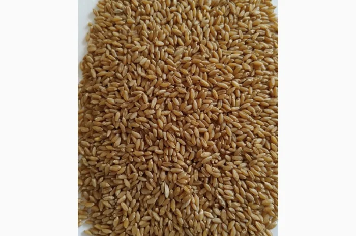 Продажа пшеницы тверду (дурум) 35т- фото № 2