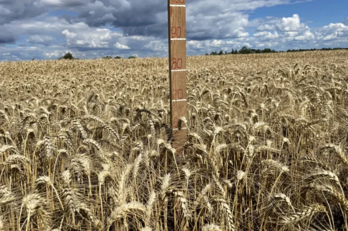 Пшеница мягкая озимая сорт "Слава Унави"- фото № 1