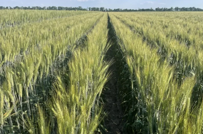 Пшеница мягкая озимая сорт "Слава Унави"- фото № 2