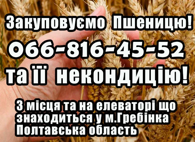 Закупівля пшениці 2,3,4 класів- фото № 1